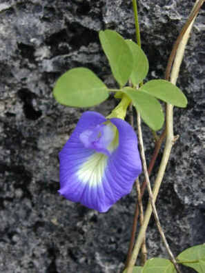 Blue Flower