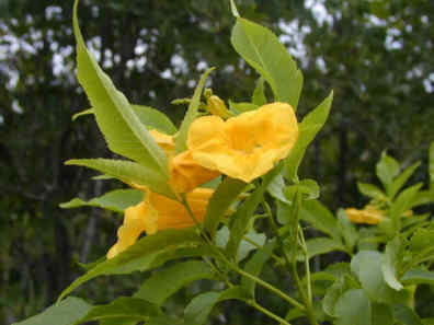 Yellow Flower